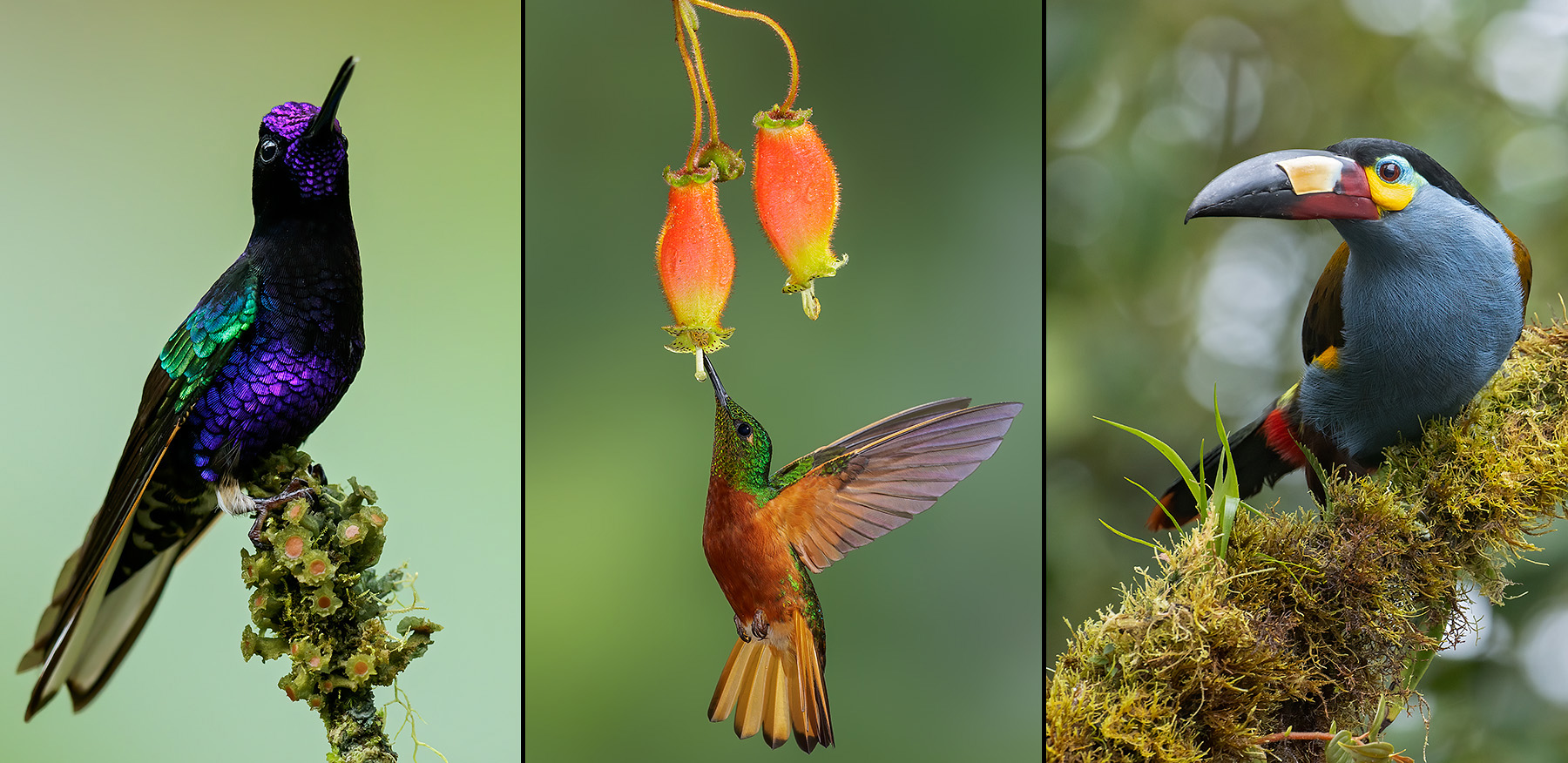 Glenn Bartley Nature Photography - Bird Photos and Workshops